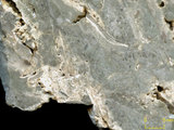 中文名:葉狀珊瑚粘結灰岩 (NMNS000675-F032374)英文名:Foliaceous Coral Boundstone(NMNS000675-F032374)