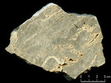 中文名:葉狀珊瑚粘結灰岩 (NMNS000675-F032374)英文名:Foliaceous Coral Boundstone(NMNS000675-F032374)
