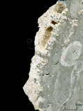 中文名:葉狀珊瑚粘結灰岩 (NMNS000675-F032376)英文名:Foliaceous Coral Boundstone(NMNS000675-F032376)