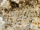 中文名:葉狀珊瑚粘結灰岩 (NMNS000675-F032376)英文名:Foliaceous Coral Boundstone(NMNS000675-F032376)