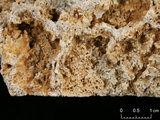 中文名:葉狀珊瑚粘結灰岩 (NMNS000675-F032376)英文名:Foliaceous Coral Boundstone(NMNS000675-F032376)