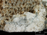 中文名:葉狀珊瑚粘結灰岩 (NMNS000675-F032376)英文名:Foliaceous Coral Boundstone(NMNS000675-F032376)