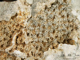 中文名:葉狀珊瑚粘結灰岩 (NMNS000675-F032376)英文名:Foliaceous Coral Boundstone(NMNS000675-F032376)