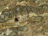 中文名:葉狀珊瑚粘結灰岩 (NMNS000693-F032622)英文名:Foliaceous Coral Boundstone(NMNS000693-F032622)
