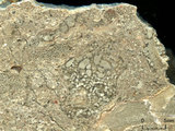 中文名:葉狀珊瑚粘結灰岩 (NMNS000693-F032622)英文名:Foliaceous Coral Boundstone(NMNS000693-F032622)