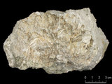 中文名:葉狀珊瑚粘結灰岩 (NMNS000693-F032626)英文名:Foliaceous Coral Boundstone(NMNS000693-F032626)