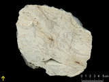 中文名:葉狀珊瑚粘結灰岩 (NMNS000783-F033161)英文名:Foliaceous Coral Boundstone(NMNS000783-F033161)