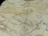 中文名:葉狀珊瑚粘結灰岩 (NMNS000783-F033161)英文名:Foliaceous Coral Boundstone(NMNS000783-F033161)