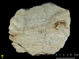 中文名:葉狀珊瑚粘結灰岩 (NMNS000783-F033161)英文名:Foliaceous Coral Boundstone(NMNS000783-F033161)