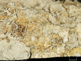 中文名:葉狀珊瑚粘結灰岩 (NMNS000783-F033161)英文名:Foliaceous Coral Boundstone(NMNS000783-F033161)