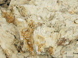 中文名:葉狀珊瑚粘結灰岩 (NMNS000783-F033161)英文名:Foliaceous Coral Boundstone(NMNS000783-F033161)