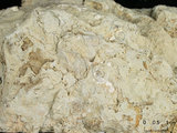 中文名:葉狀珊瑚粘結灰岩 (NMNS000783-F033161)英文名:Foliaceous Coral Boundstone(NMNS000783-F033161)