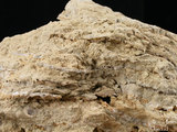 中文名:葉狀珊瑚粘結灰岩 (NMNS000783-F033162)英文名:Foliaceous Coral Boundstone(NMNS000783-F033162)