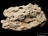 中文名:葉狀珊瑚粘結灰岩 (NMNS000783-F033162)英文名:Foliaceous Coral Boundstone(NMNS000783-F033162)