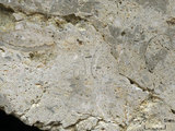 中文名:葉狀珊瑚粘結灰岩 (NMNS000783-F033239)英文名:Foliaceous Coral Boundstone(NMNS000783-F033239)
