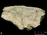 中文名:葉狀珊瑚粘結灰岩 (NMNS000783-F033239)英文名:Foliaceous Coral Boundstone(NMNS000783-F033239)