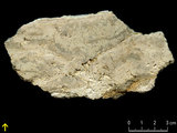 中文名:葉狀珊瑚粘結灰岩 (NMNS000783-F033239)英文名:Foliaceous Coral Boundstone(NMNS000783-F033239)
