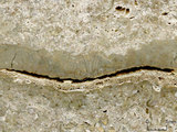 中文名:葉狀珊瑚粘結灰岩 (NMNS000783-F033243)英文名:Foliaceous Coral Boundstone(NMNS000783-F033243)