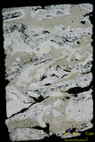 中文名:葉狀珊瑚粘結灰岩 (NMNS000783-F033244)英文名:Foliaceous Coral Boundstone(NMNS000783-F033244)