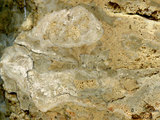 中文名:葉狀珊瑚粘結灰岩 (NMNS000783-F033244)英文名:Foliaceous Coral Boundstone(NMNS000783-F033244)