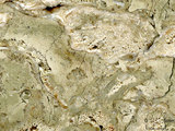 中文名:葉狀珊瑚粘結灰岩 (NMNS000783-F033245)英文名:Foliaceous Coral Boundstone(NMNS000783-F033245)
