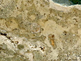 中文名:葉狀珊瑚粘結灰岩 (NMNS000783-F033245)英文名:Foliaceous Coral Boundstone(NMNS000783-F033245)