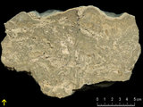 中文名:葉狀珊瑚粘結灰岩 (NMNS000783-F033245)英文名:Foliaceous Coral Boundstone(NMNS000783-F033245)