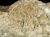 中文名:葉狀珊瑚粘結灰岩 (NMNS000783-F033245)英文名:Foliaceous Coral Boundstone(NMNS000783-F033245)