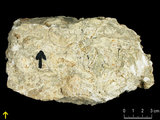 中文名:葉狀珊瑚粘結灰岩 (NMNS000783-F033245)英文名:Foliaceous Coral Boundstone(NMNS000783-F033245)