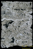 中文名:葉狀珊瑚粘結灰岩 (NMNS000783-F033251)英文名:Foliaceous Coral Boundstone(NMNS000783-F033251)