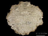 中文名:葉狀珊瑚粘結灰岩 (NMNS000783-F033251)英文名:Foliaceous Coral Boundstone(NMNS000783-F033251)