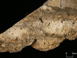 中文名:葉狀珊瑚粘結灰岩 (NMNS000783-F033251)英文名:Foliaceous Coral Boundstone(NMNS000783-F033251)