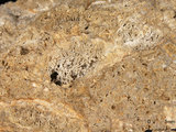 中文名:葉狀珊瑚粘結灰岩 (NMNS000783-F033251)英文名:Foliaceous Coral Boundstone(NMNS000783-F033251)