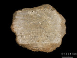 中文名:葉狀珊瑚粘結灰岩 (NMNS000783-F033251)英文名:Foliaceous Coral Boundstone(NMNS000783-F033251)