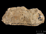 中文名:葉狀珊瑚粘結灰岩 (NMNS000783-F033251)英文名:Foliaceous Coral Boundstone(NMNS000783-F033251)