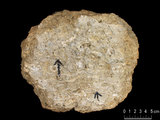 中文名:葉狀珊瑚粘結灰岩 (NMNS000783-F033251)英文名:Foliaceous Coral Boundstone(NMNS000783-F033251)