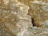 中文名:葉狀珊瑚粘結灰岩 (NMNS000783-F033282)英文名:Foliaceous Coral Boundstone(NMNS000783-F033282)