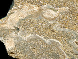 中文名:葉狀珊瑚粘結灰岩 (NMNS000783-F033282)英文名:Foliaceous Coral Boundstone(NMNS000783-F033282)