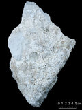 中文名:葉狀珊瑚粘結灰岩 (NMNS000879-F033967)英文名:Foliaceous Coral Boundstone(NMNS000879-F033967)