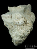 中文名:葉狀珊瑚粘結灰岩 (NMNS000879-F033967)英文名:Foliaceous Coral Boundstone(NMNS000879-F033967)