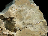 中文名:葉狀珊瑚粘結灰岩 (NMNS000962-F034602)英文名:Foliaceous Coral Boundstone(NMNS000962-F034602)