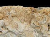 中文名:葉狀珊瑚粘結灰岩 (NMNS000962-F034605)英文名:Foliaceous Coral Boundstone(NMNS000962-F034605)