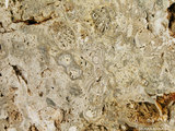 中文名:葉狀珊瑚粘結灰岩 (NMNS000962-F034606)英文名:Foliaceous Coral Boundstone(NMNS000962-F034606)