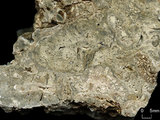 中文名:葉狀珊瑚粘結灰岩 (NMNS000962-F034606)英文名:Foliaceous Coral Boundstone(NMNS000962-F034606)