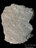 中文名:葉狀珊瑚粘結灰岩 (NMNS000962-F034622)英文名:Foliaceous Coral Boundstone(NMNS000962-F034622)