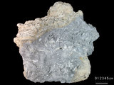 中文名:葉狀珊瑚粘結灰岩 (NMNS000962-F034622)英文名:Foliaceous Coral Boundstone(NMNS000962-F034622)