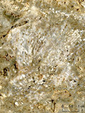中文名:枝狀珊瑚粘結灰岩 (NMNS000673-F031911)英文名:Dendroid Coral Boundstone(NMNS000673-F031911)