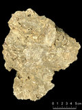 中文名:枝狀珊瑚粘結灰岩 (NMNS000673-F031911)英文名:Dendroid Coral Boundstone(NMNS000673-F031911)