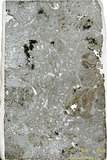 中文名:枝狀珊瑚粘結灰岩 (NMNS000673-F032101)英文名:Dendroid Coral Boundstone(NMNS000673-F032101)