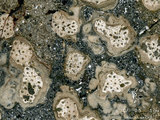 中文名:枝狀珊瑚粘結灰岩 (NMNS000673-F032101)英文名:Dendroid Coral Boundstone(NMNS000673-F032101)